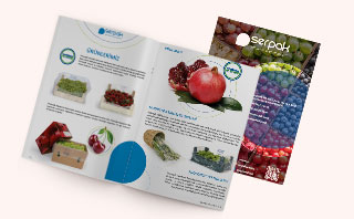 Catalog Design